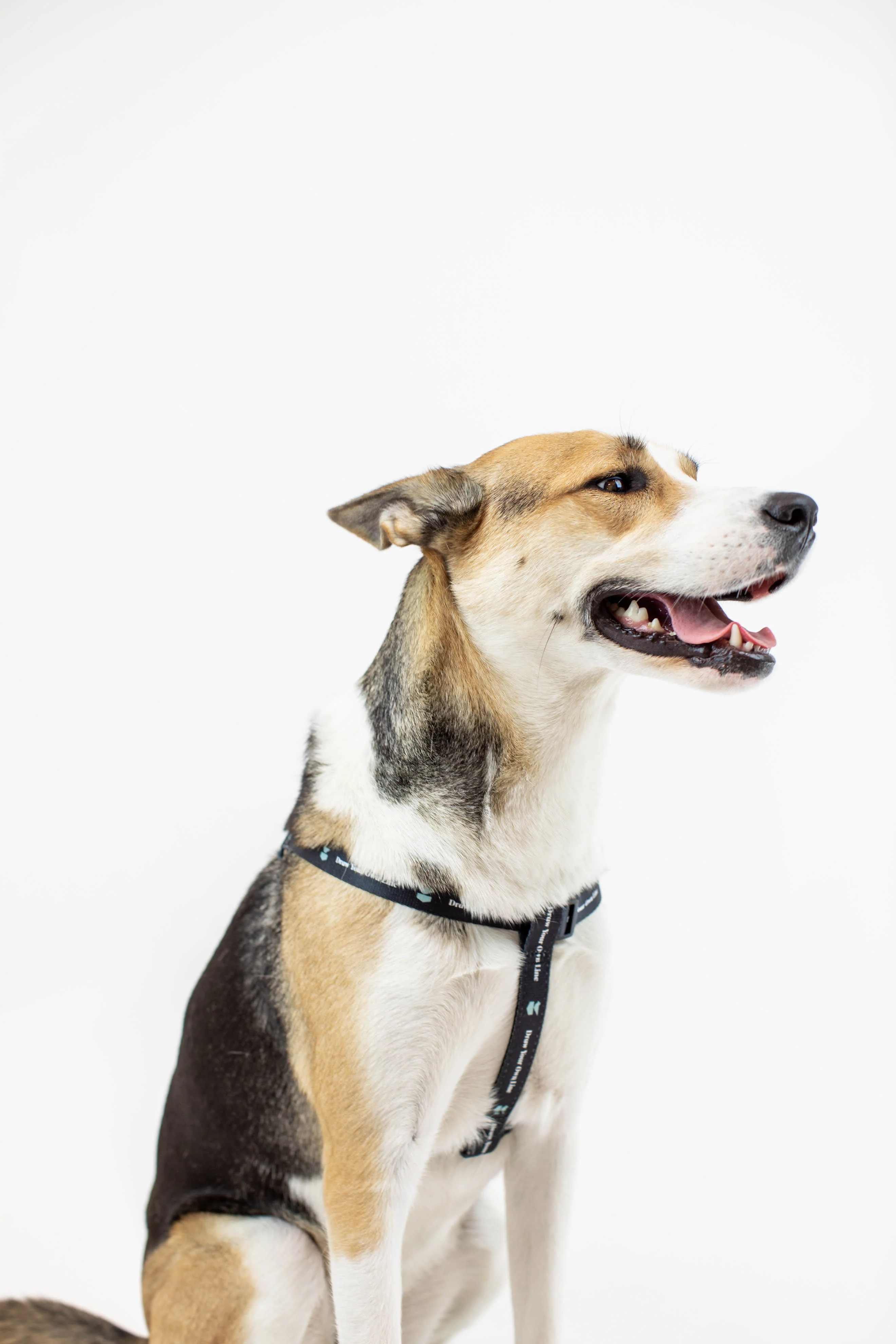 DYOL Dog Harness - Image 3
