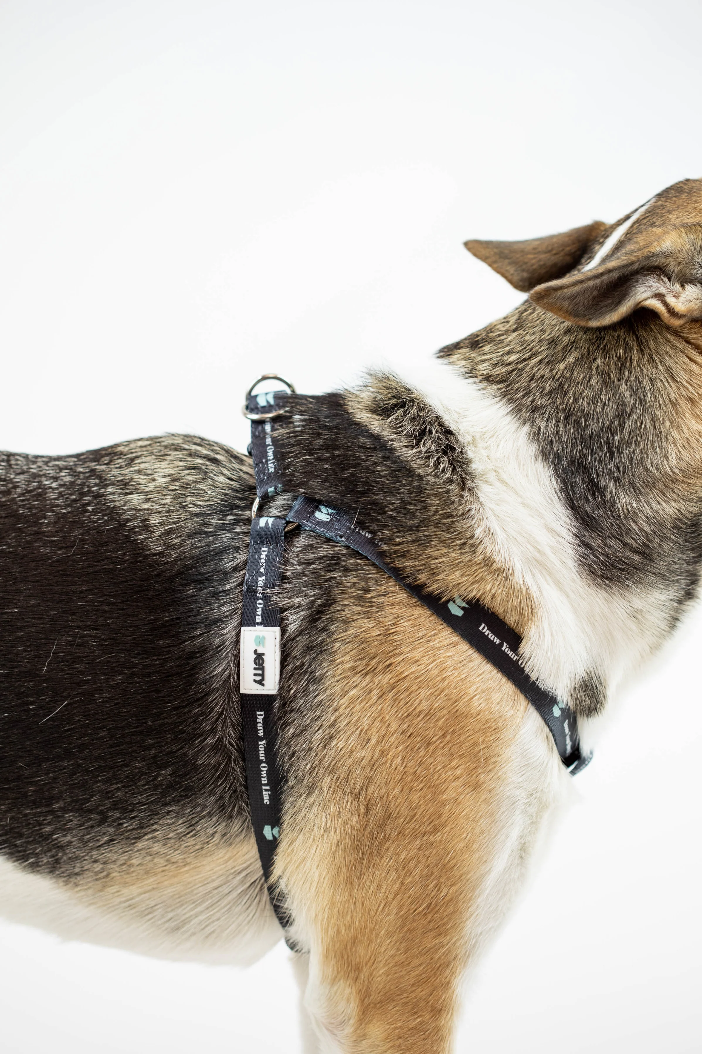 DYOL Dog Harness - Image 4